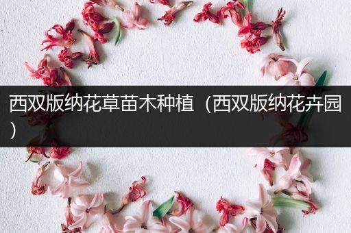 西双版纳花草苗木种植（西双版纳花卉园）