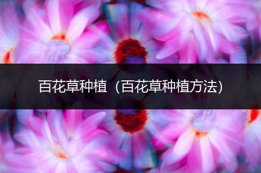 百花草种植（百花草种植方法）
