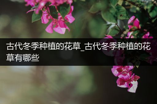 古代冬季种植的花草_古代冬季种植的花草有哪些