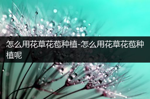 怎么用花草花苞种植-怎么用花草花苞种植呢