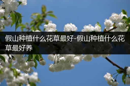 假山种植什么花草最好-假山种植什么花草最好养