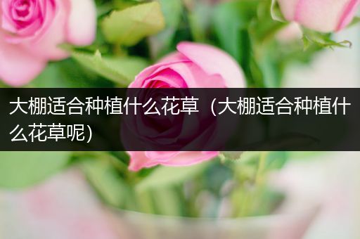 大棚适合种植什么花草（大棚适合种植什么花草呢）