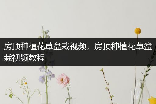 房顶种植花草盆栽视频，房顶种植花草盆栽视频教程