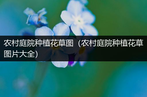 农村庭院种植花草图（农村庭院种植花草图片大全）