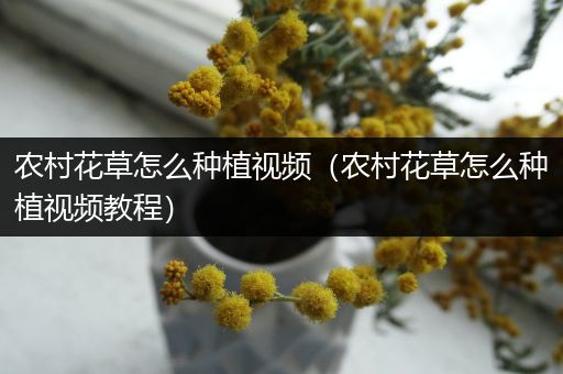 农村花草怎么种植视频（农村花草怎么种植视频教程）
