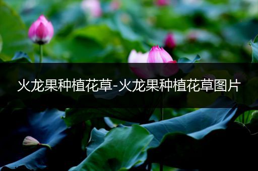 火龙果种植花草-火龙果种植花草图片