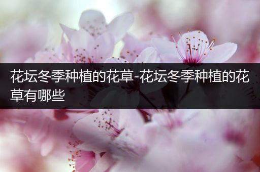 花坛冬季种植的花草-花坛冬季种植的花草有哪些