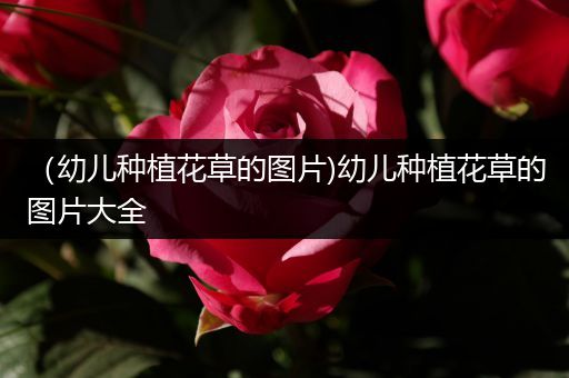 （幼儿种植花草的图片)幼儿种植花草的图片大全