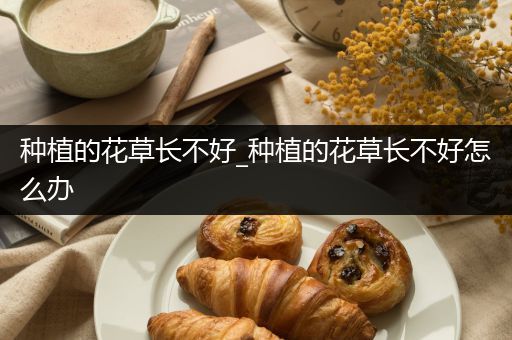 种植的花草长不好_种植的花草长不好怎么办