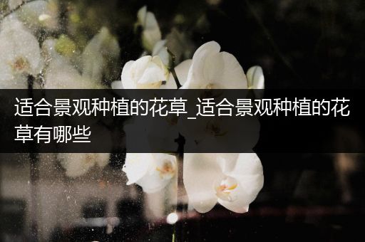 适合景观种植的花草_适合景观种植的花草有哪些