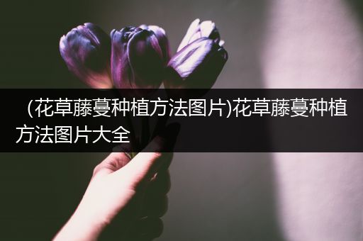 （花草藤蔓种植方法图片)花草藤蔓种植方法图片大全