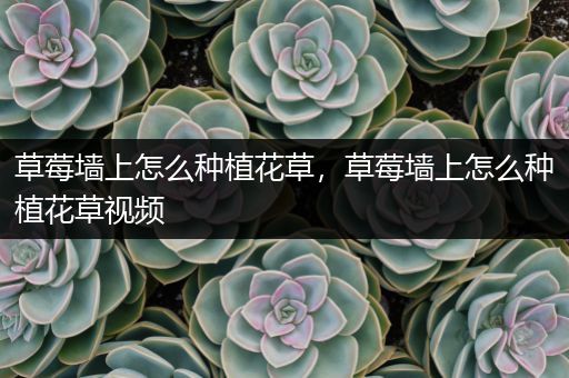 草莓墙上怎么种植花草，草莓墙上怎么种植花草视频