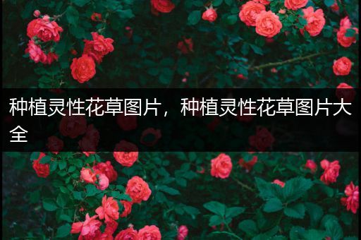 种植灵性花草图片，种植灵性花草图片大全