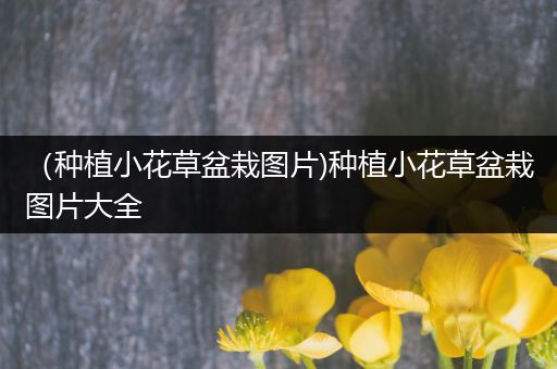 （种植小花草盆栽图片)种植小花草盆栽图片大全