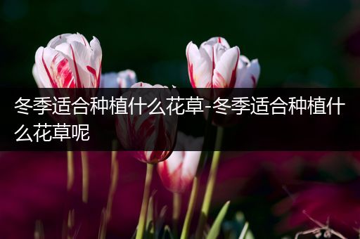 冬季适合种植什么花草-冬季适合种植什么花草呢