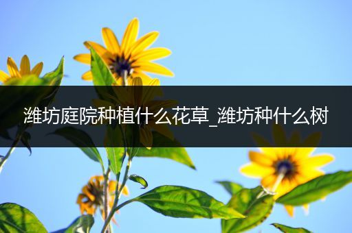 潍坊庭院种植什么花草_潍坊种什么树