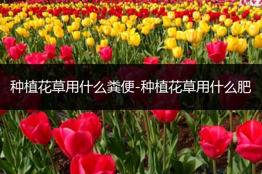 种植花草用什么粪便-种植花草用什么肥