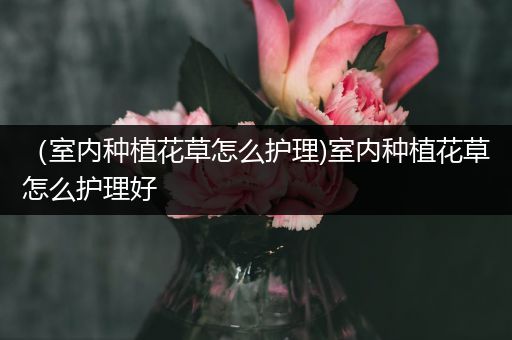 （室内种植花草怎么护理)室内种植花草怎么护理好