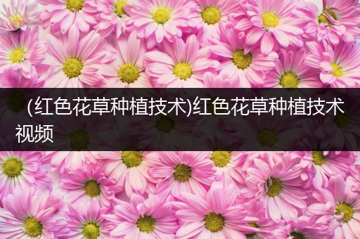 （红色花草种植技术)红色花草种植技术视频