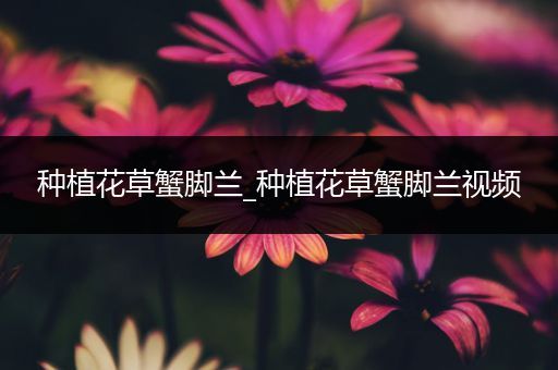 种植花草蟹脚兰_种植花草蟹脚兰视频