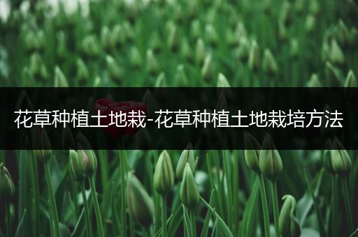 花草种植土地栽-花草种植土地栽培方法