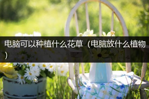 电脑可以种植什么花草（电脑放什么植物）