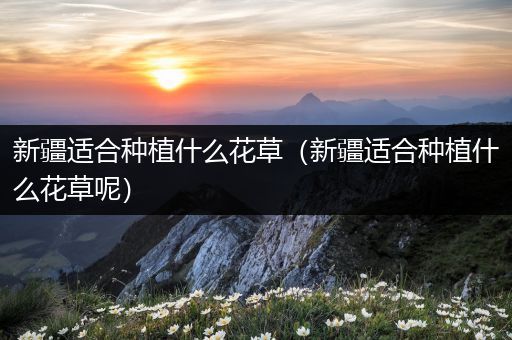 新疆适合种植什么花草（新疆适合种植什么花草呢）