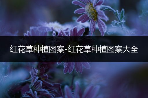 红花草种植图案-红花草种植图案大全