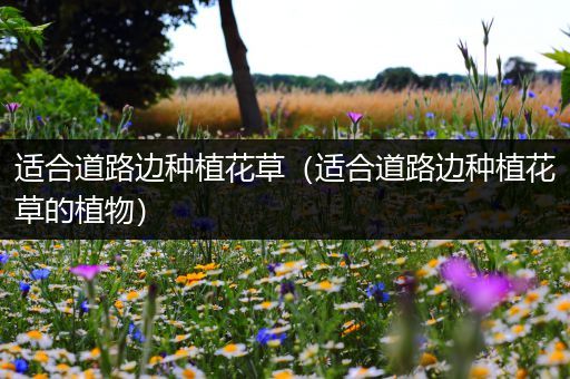 适合道路边种植花草（适合道路边种植花草的植物）
