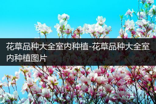 花草品种大全室内种植-花草品种大全室内种植图片