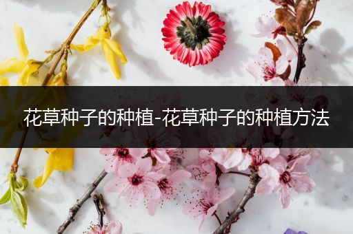 花草种子的种植-花草种子的种植方法