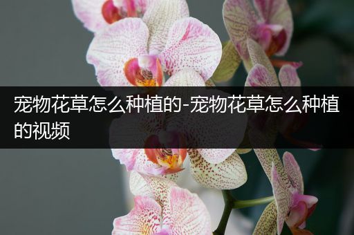 宠物花草怎么种植的-宠物花草怎么种植的视频