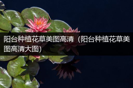 阳台种植花草美图高清（阳台种植花草美图高清大图）