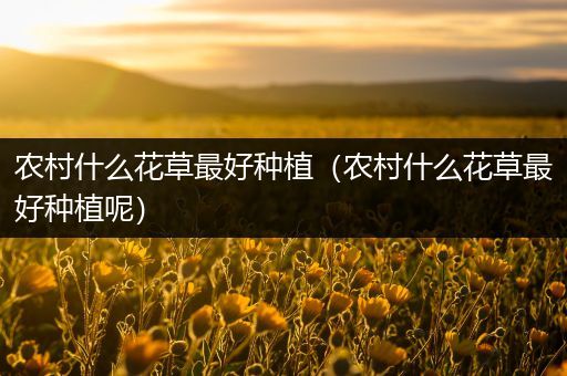 农村什么花草最好种植（农村什么花草最好种植呢）