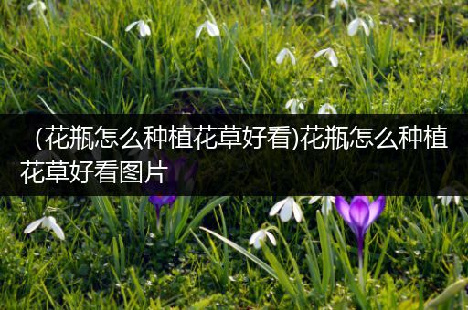 （花瓶怎么种植花草好看)花瓶怎么种植花草好看图片