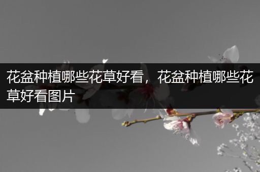 花盆种植哪些花草好看，花盆种植哪些花草好看图片