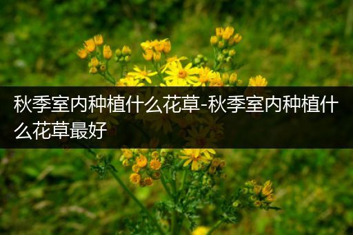 秋季室内种植什么花草-秋季室内种植什么花草最好