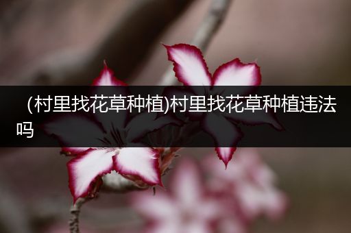 （村里找花草种植)村里找花草种植违法吗