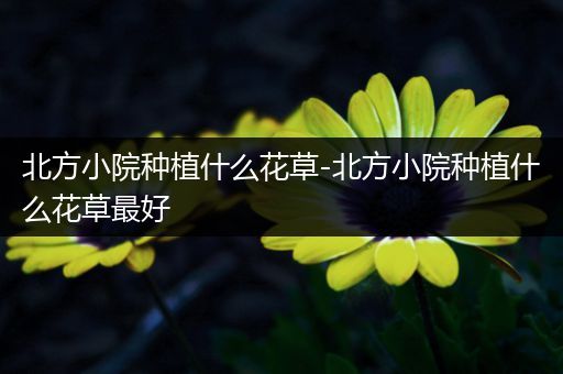 北方小院种植什么花草-北方小院种植什么花草最好