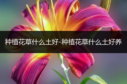 种植花草什么土好-种植花草什么土好养