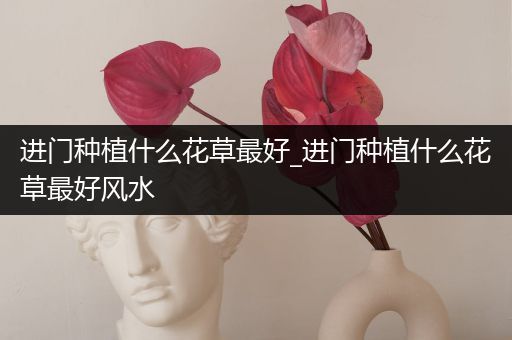进门种植什么花草最好_进门种植什么花草最好风水