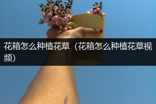 花箱怎么种植花草（花箱怎么种植花草视频）