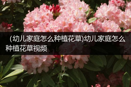 （幼儿家庭怎么种植花草)幼儿家庭怎么种植花草视频
