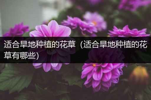 适合旱地种植的花草（适合旱地种植的花草有哪些）