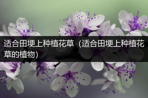适合田埂上种植花草（适合田埂上种植花草的植物）