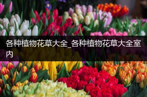 各种植物花草大全_各种植物花草大全室内