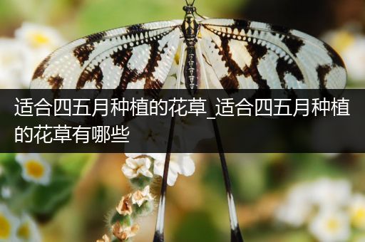 适合四五月种植的花草_适合四五月种植的花草有哪些