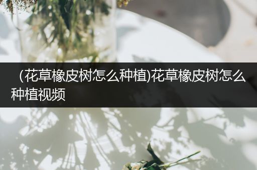 （花草橡皮树怎么种植)花草橡皮树怎么种植视频