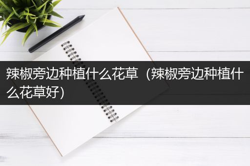 辣椒旁边种植什么花草（辣椒旁边种植什么花草好）