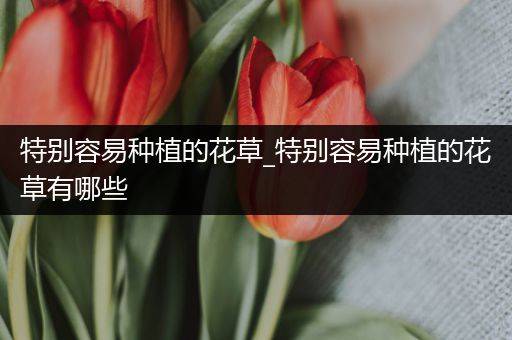 特别容易种植的花草_特别容易种植的花草有哪些